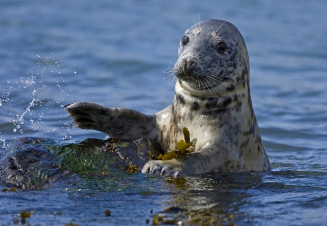 Grey Seal (Tom McDonnell)